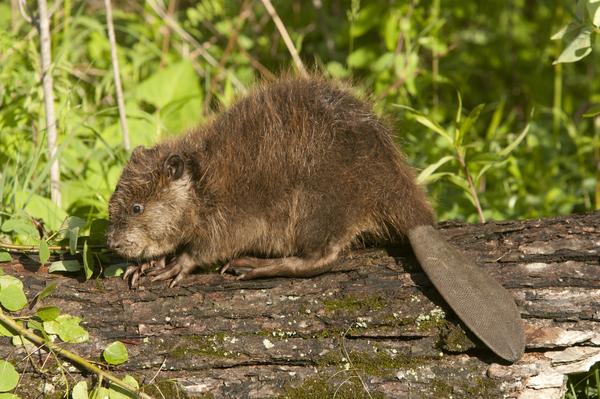 4885cce322bfc419311b96cc578d671e_1587878859137009750_thumbnail.jpg 4885cce322bfc419311b96cc578d671e_1587878859137009750_thumbnail.jpg